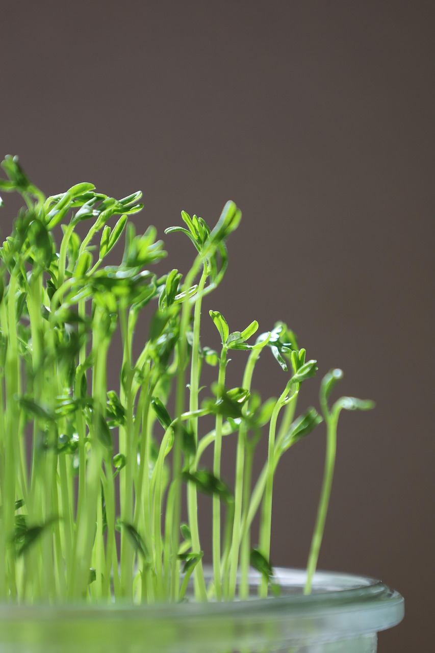 seed, sprout, green, microgreen, grow, seedling, food, fresh, organic, healthy, harvest, produce, handmade, closeup, production, germination, seedling, production, germination, germination, germination, germination, germination