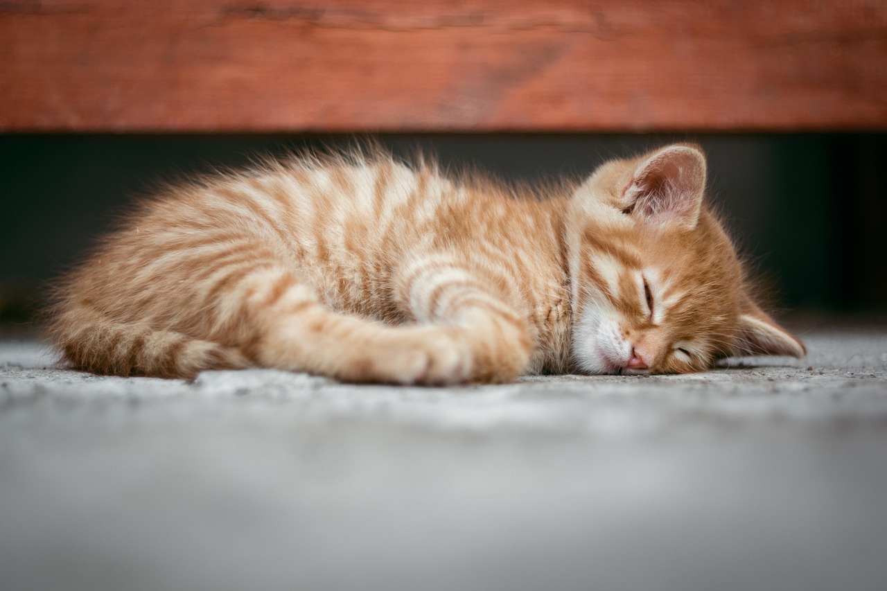 cat, kitten, cute, sleeping, asleep, redhead, red, pet, feline, brown cat, brown sleep, animal, brown sleeping, brown pets